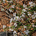 Asperula cynanchica-Herbe à l'Esquinancie (4)