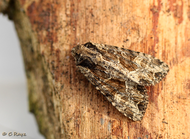 Dusky Brocade