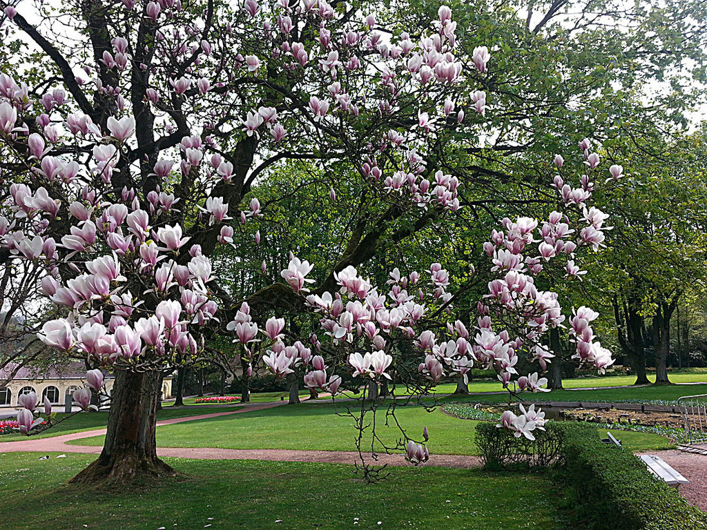 20130508 038Hw [D~HX] Magnolie, Gräfliche Park-Klinik, Bad Hermannsborn