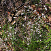 Asperula cynanchica-Herbe à l'Esquinancie (5)