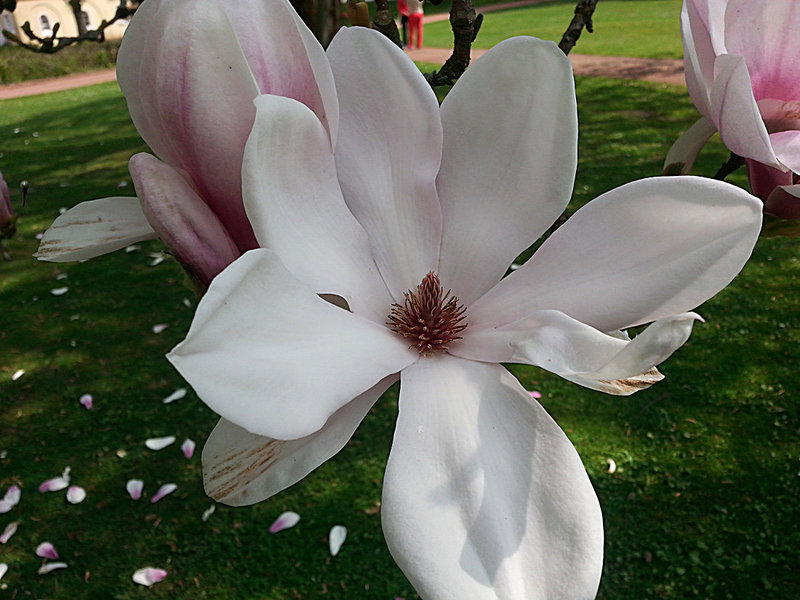 20130508 041Hw [D~HX] Magnolie, Gräfliche Park-Klinik, Bad Hermannsborn