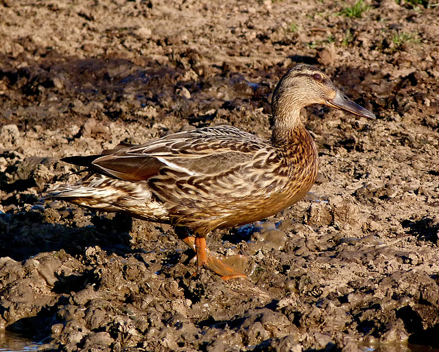 Mallard in the mud