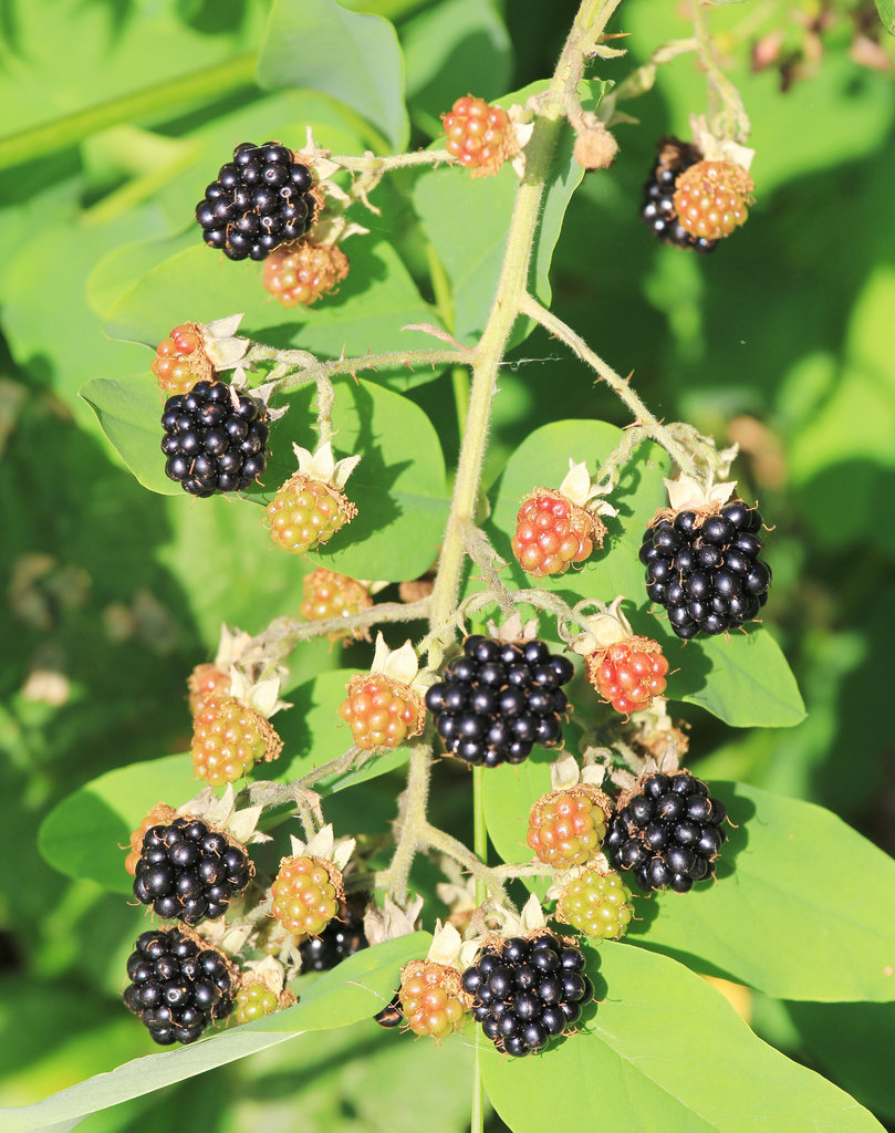 Brombeeren