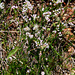Asperula cynanchica-Herbe à l'Esquinancie (6)