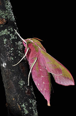 Mittlerer Weinschwärmer (Deilephila elpenor) 2