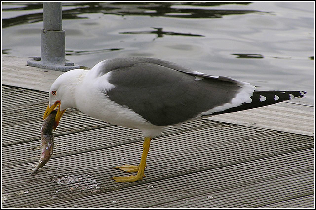 Fish supper