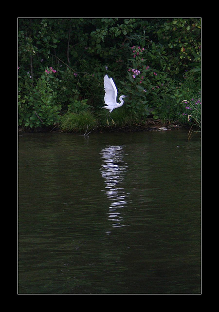 A Little Egret