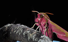 Mittlerer Weinschwärmer (Deilephila elpenor) 5