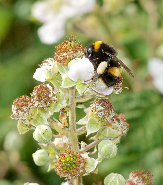 Pollen laden Bee