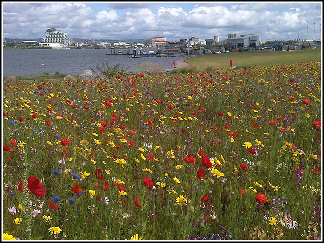 Barrage flowers