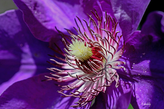 IMG 0240 Coeur de clématite ( macro)