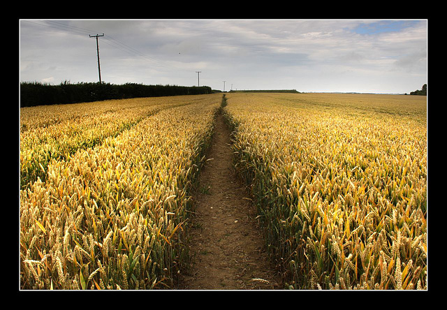 Footpath