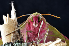 Mittlerer Weinschwärmer (Deilephila elpenor) 7