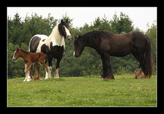 Family group