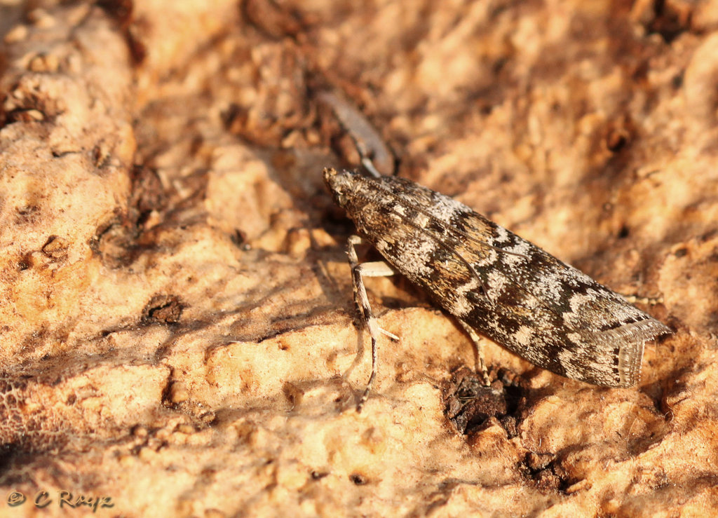 Dioryctria abietella