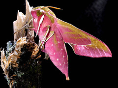 Mittlerer Weinschwärmer (Deilephila elpenor) 10