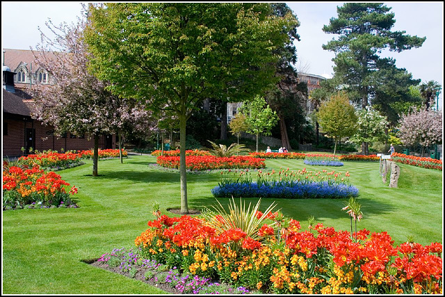 Tulips in Bloom