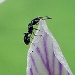An ant on a Spring Beauty