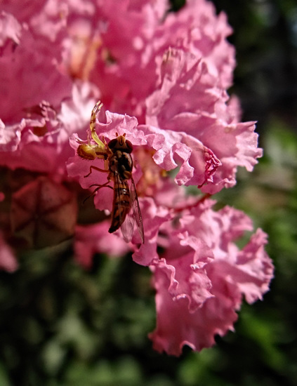 This little spider has caught herself a huge meal that she reeled in