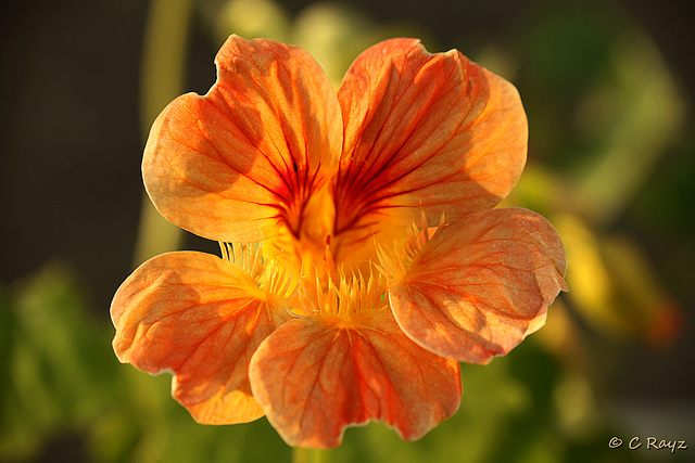 Patio Life: Recovering Nasturtium