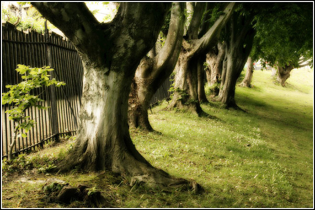 Tree line