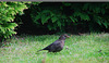 20080503 019DSCw [D~LIP] Amsel [w] [Schwarzdrossel], Bad Salzufeln