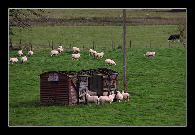 Pastoral