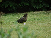 20080503 020DSCw [D~LIP] Amsel [w] [Schwarzdrossel], Bad Salzufeln