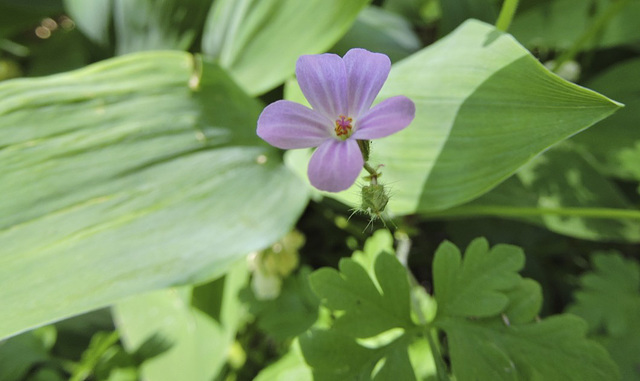 Geranium obertianum