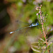 Emerald damselfly II