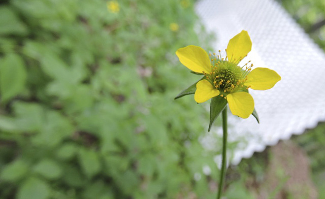 Geum aleppicum