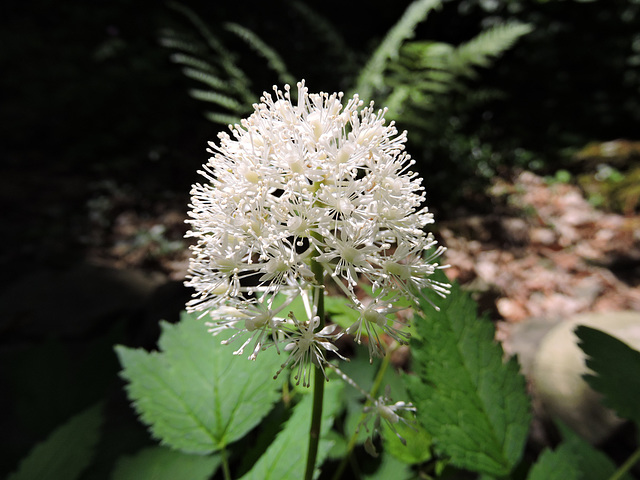 Actaea pachypoda