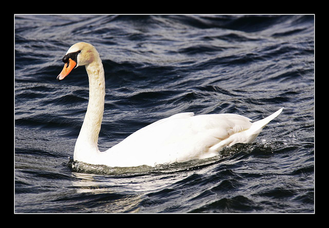 Swan lake