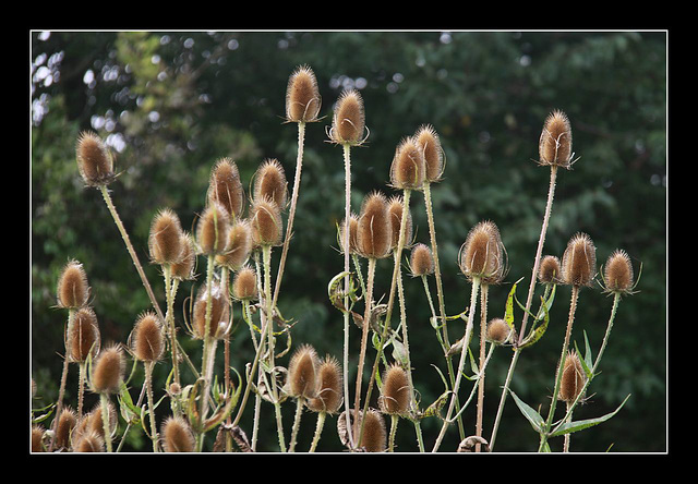 Teasels