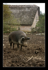 Medieval pig