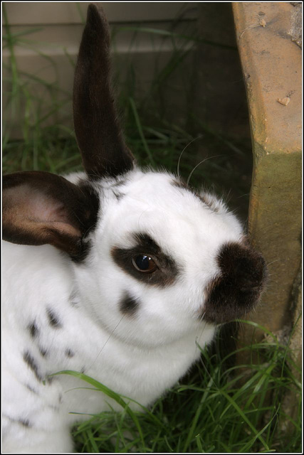 English Rabbit