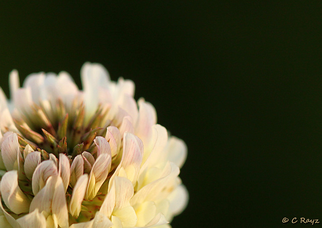 Patio Life: Clover Up Close