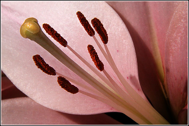 Flower Porn