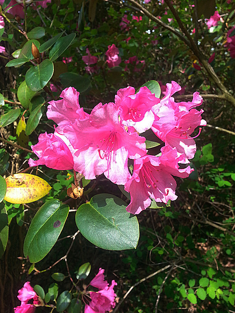 20130510 081Hw Rhododendron