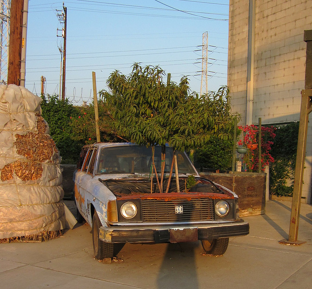 Elysian Park Volvo planter 1307a