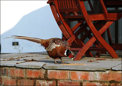 Pheasant at Lunch *