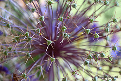 Alium Seedhead