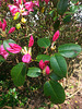 20130510 082Hw Rhododendron