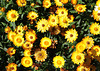 Strohblumen