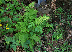 Athyrium filix-femina