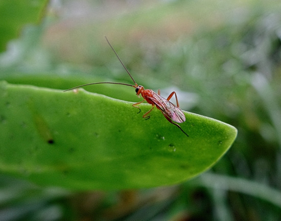 106 This little bug popped up onto the leaf !