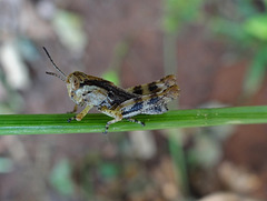 18 Tiny grasshopper