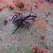 122 Narnia Femorata - Leaffooted Bug (adult) on Prickly Pear cactus which they 'milk'