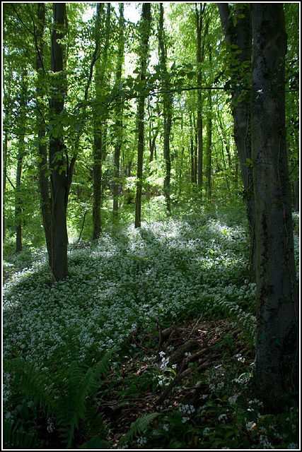 Flowered carpet