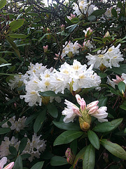 20130511 084Hw Rhododendron